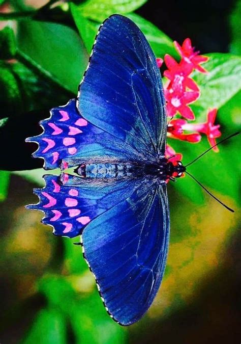 Mariposas PenalbaWeb.com
