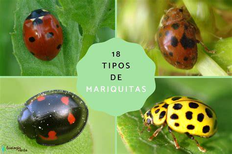 Mariquitas PenalbaWeb.com