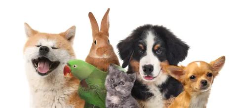Mascotas gratis PenalbaWeb.com