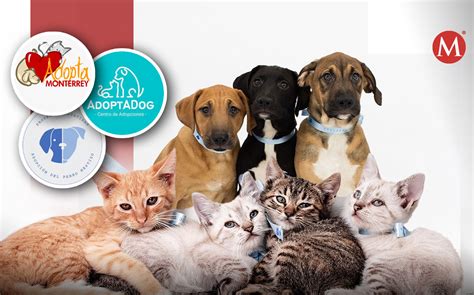 Mascotas perros adopcion PenalbaWeb.com