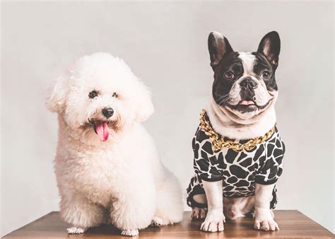 Mascotas perros PenalbaWeb.com