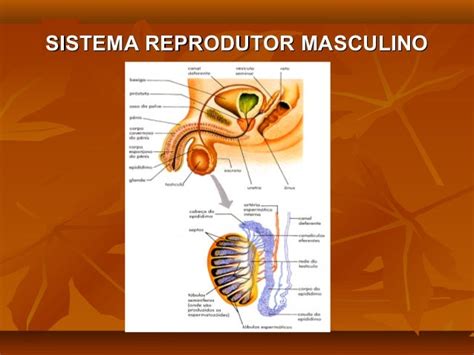 Masculino PenalbaWeb.com