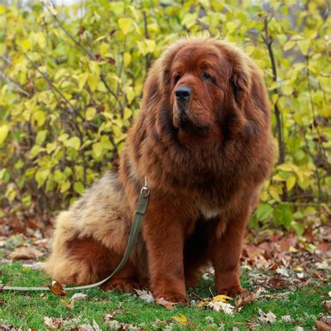 Mastin tibetano PenalbaWeb.com