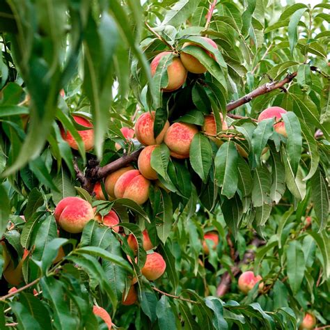 Melocotonero PenalbaWeb.com