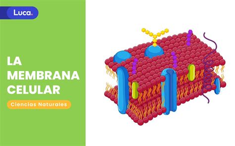 Membrana PenalbaWeb.com