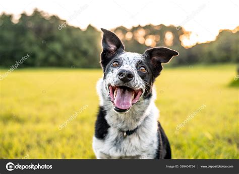 Mezcla border collie PenalbaWeb.com
