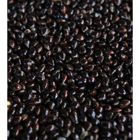 Millet black PenalbaWeb.com