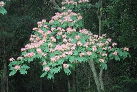 Mimosa hostilis PenalbaWeb.com