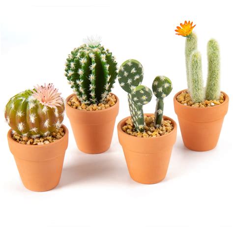 Mini cactus PenalbaWeb.com