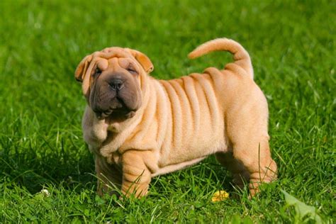 Mini pei PenalbaWeb.com