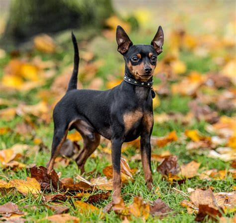 Mini pinscher PenalbaWeb.com