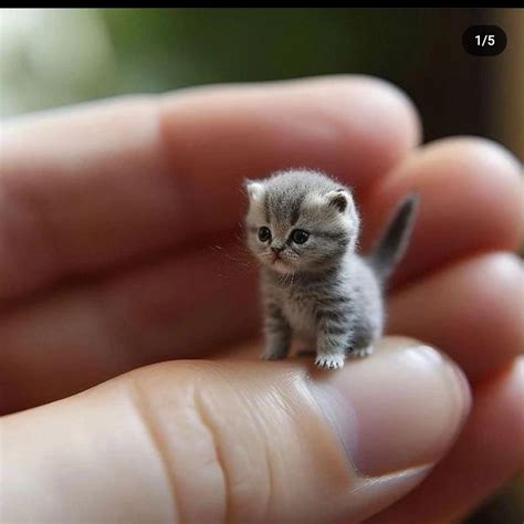Miniature cats PenalbaWeb.com