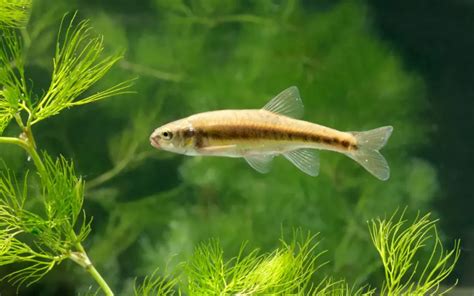 Minnow PenalbaWeb.com