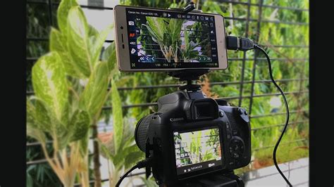 Monitor dslr PenalbaWeb.com