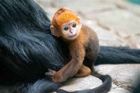 Monkey PenalbaWeb.com