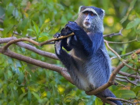 Mono azul PenalbaWeb.com