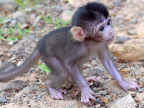 Mono bebe PenalbaWeb.com