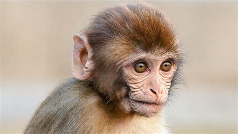 Mono domestico PenalbaWeb.com