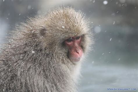 Mono nieve PenalbaWeb.com