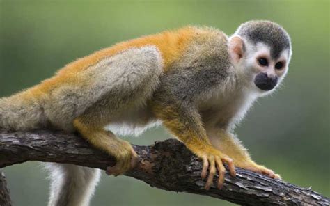 Monos ardilla PenalbaWeb.com
