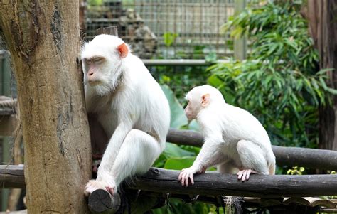 Monos blancos PenalbaWeb.com