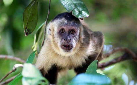 Monos capuchino PenalbaWeb.com
