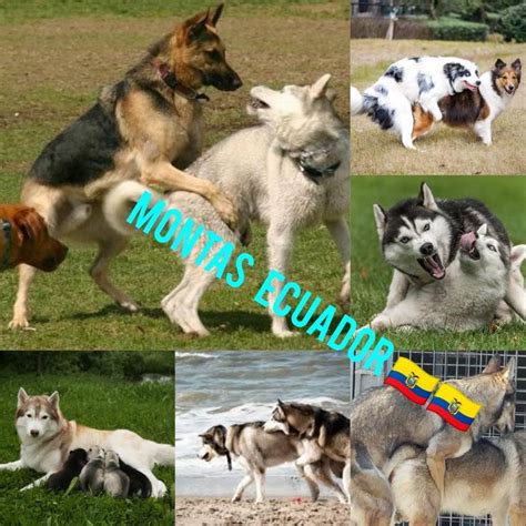 Montas perros PenalbaWeb.com