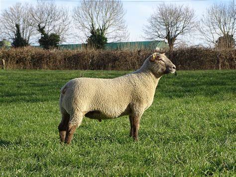 Mouton PenalbaWeb.com