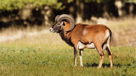Muflon PenalbaWeb.com