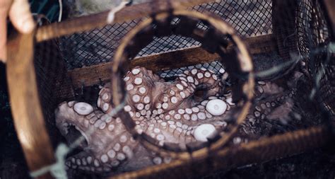 Nasas pulpo PenalbaWeb.com