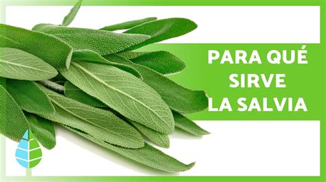 Natural salvia PenalbaWeb.com