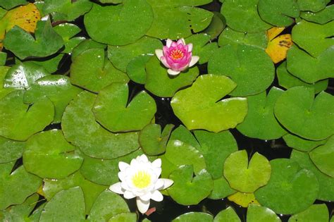 Nenufar PenalbaWeb.com