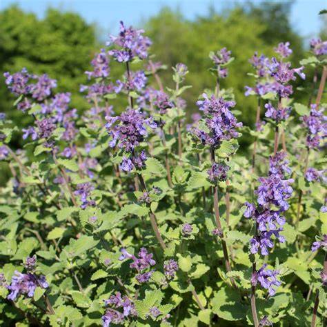 Nepeta cataria PenalbaWeb.com