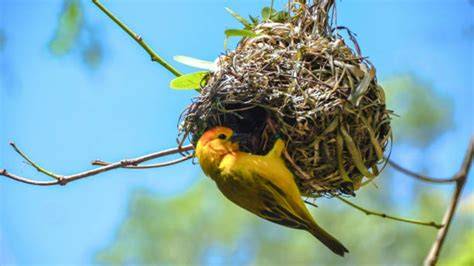 Nidos para pajaros PenalbaWeb.com