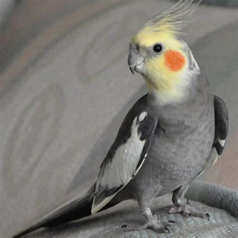 Ninfa PenalbaWeb.com