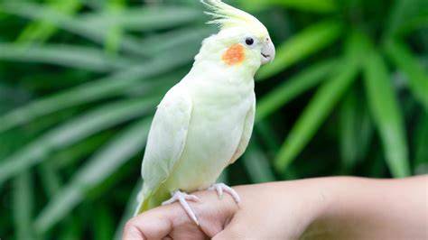 Ninfas aves PenalbaWeb.com