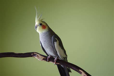 Ninfas PenalbaWeb.com