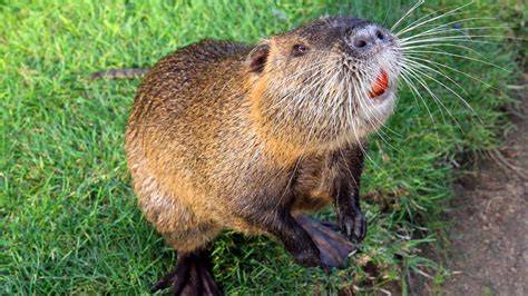 Nutria PenalbaWeb.com