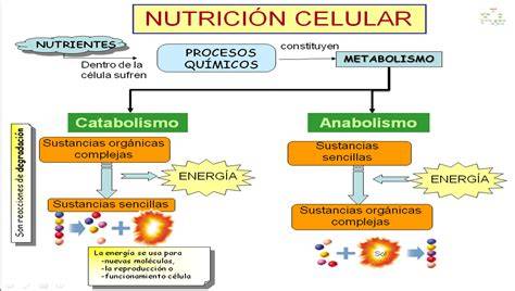 Nutricion celular PenalbaWeb.com