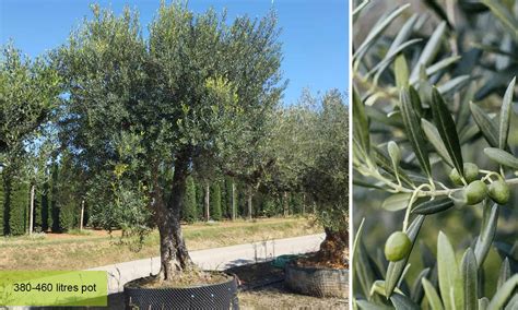 Olea europea PenalbaWeb.com