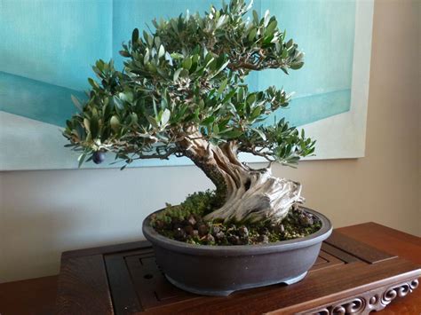 Olivo bonsai PenalbaWeb.com
