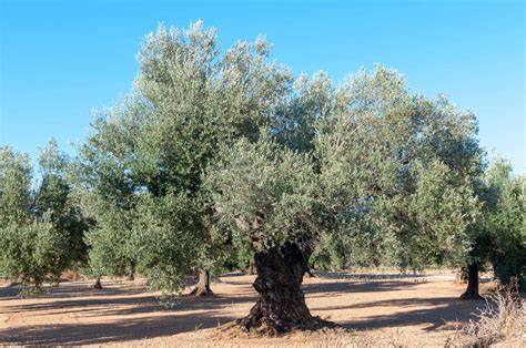 Olivos milenarios PenalbaWeb.com