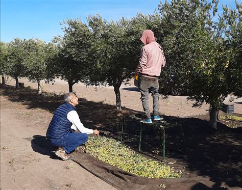 Olivos PenalbaWeb.com