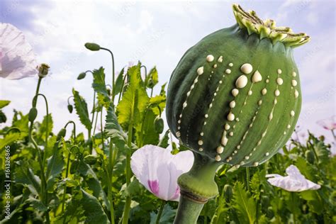 Opium PenalbaWeb.com