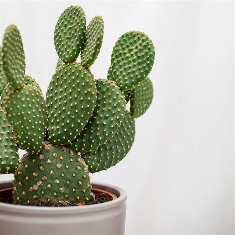 Opuntia PenalbaWeb.com