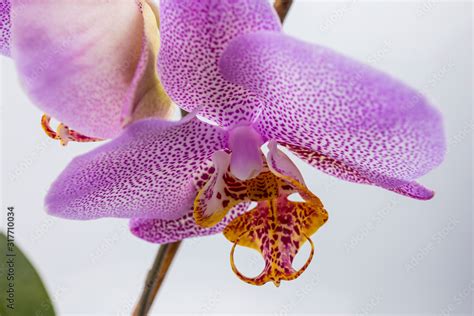 Orchidee PenalbaWeb.com