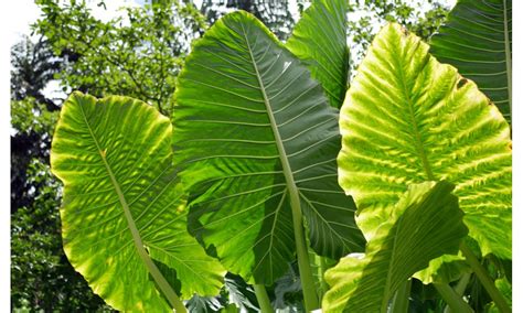 Oreja elefante PenalbaWeb.com