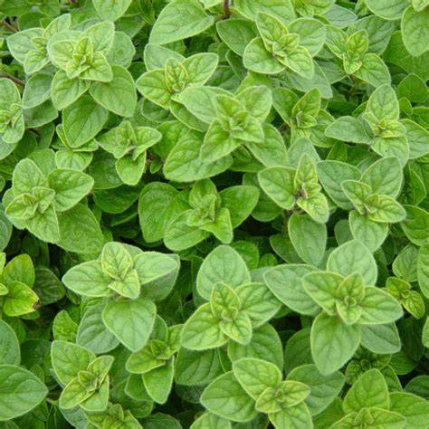 Origanum PenalbaWeb.com