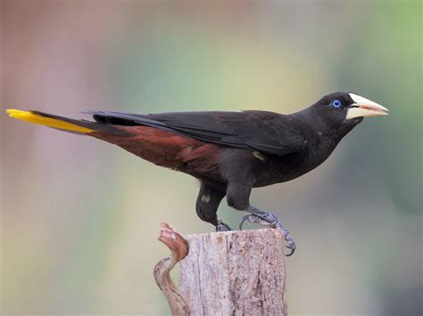 Oropendola PenalbaWeb.com