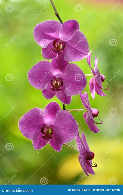 Orqu deas PenalbaWeb.com